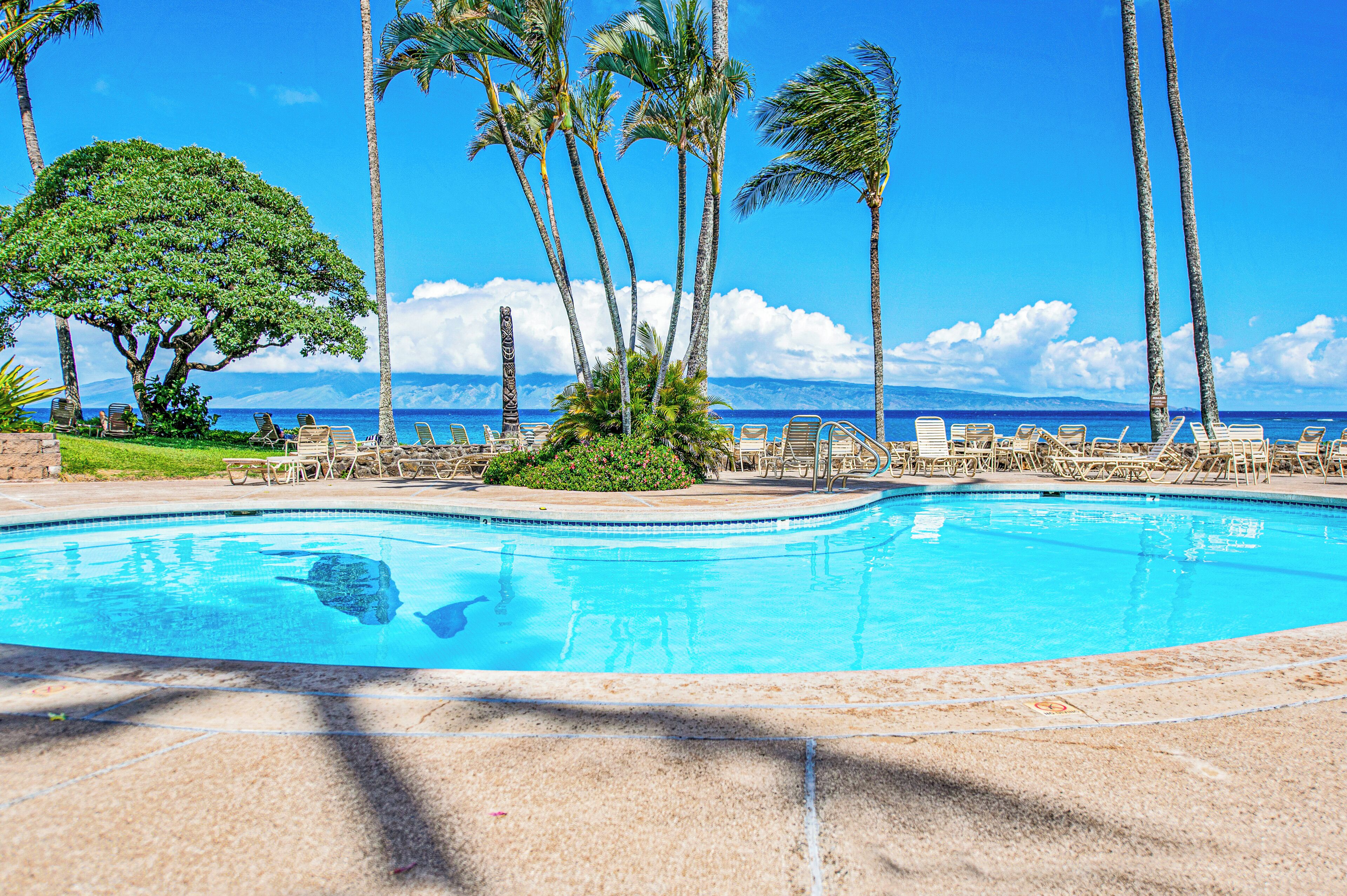A swimming pool with lounge chairs and palm trees.