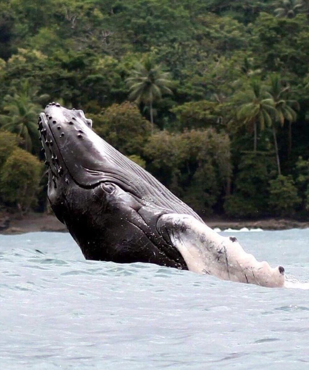 A whale breaching the water with a forested coastline in the background.