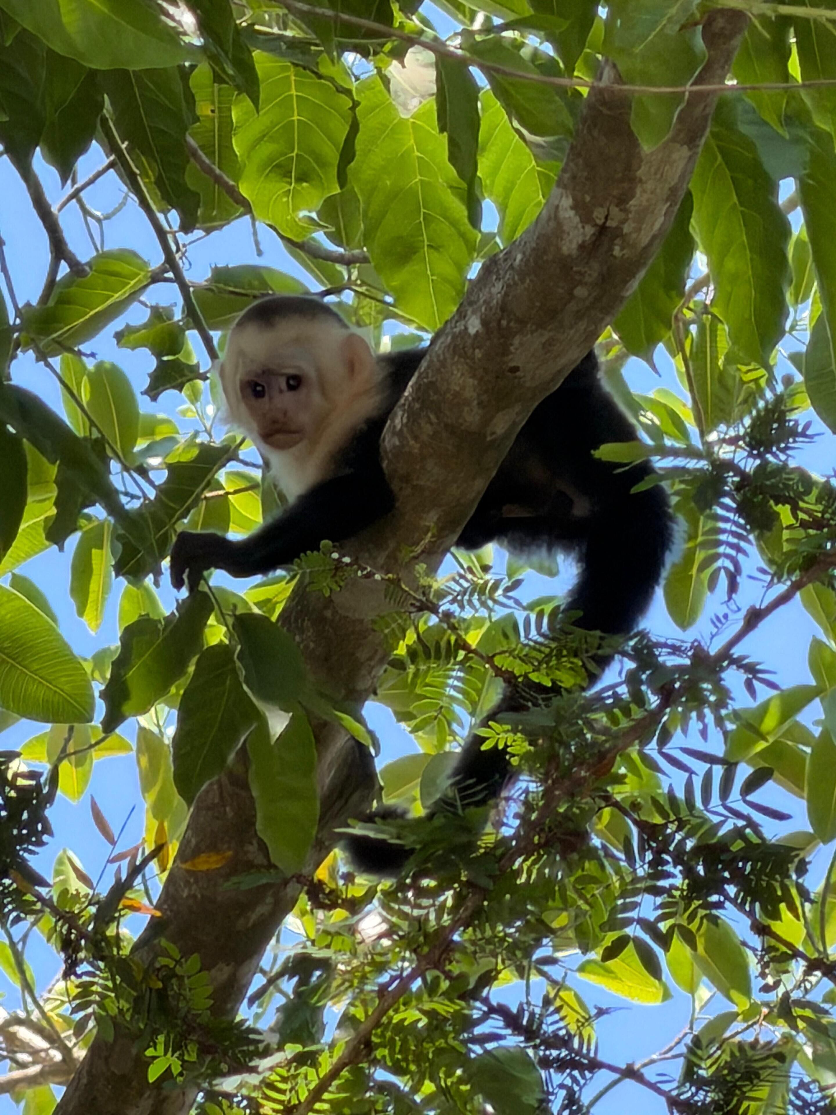 A monkey in a tree.