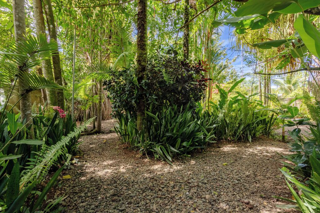 Un jardín tropical con un sendero de grava rodeado de abundante follaje y árboles.