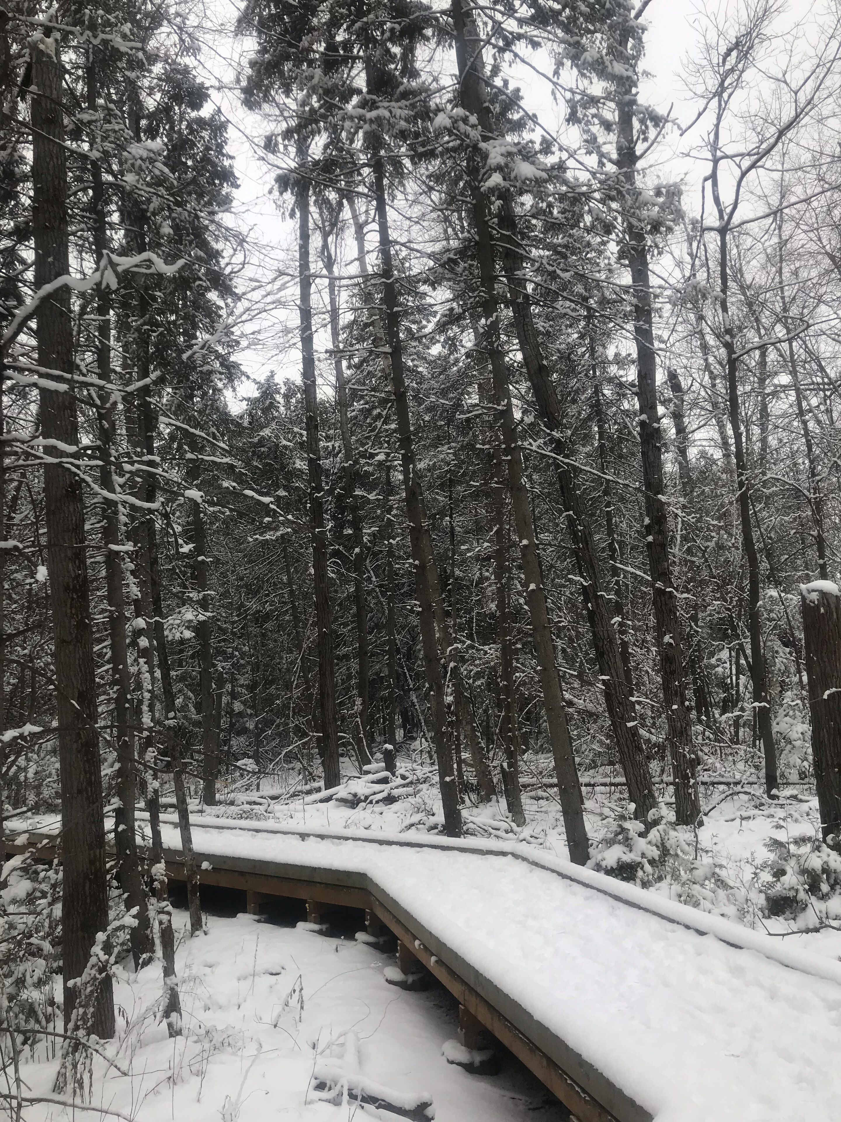 Groomed walking trails with maps 