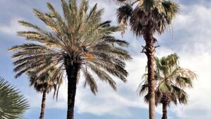 A gazebo surrounded by palm trees and well-maintained greenery. - Beach Club Ground Floor! Right on the beach - Pools- WIFI (Gulf Shores)