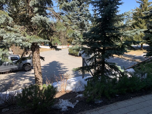 A parking area with snow patches, surrounded by evergreen trees.