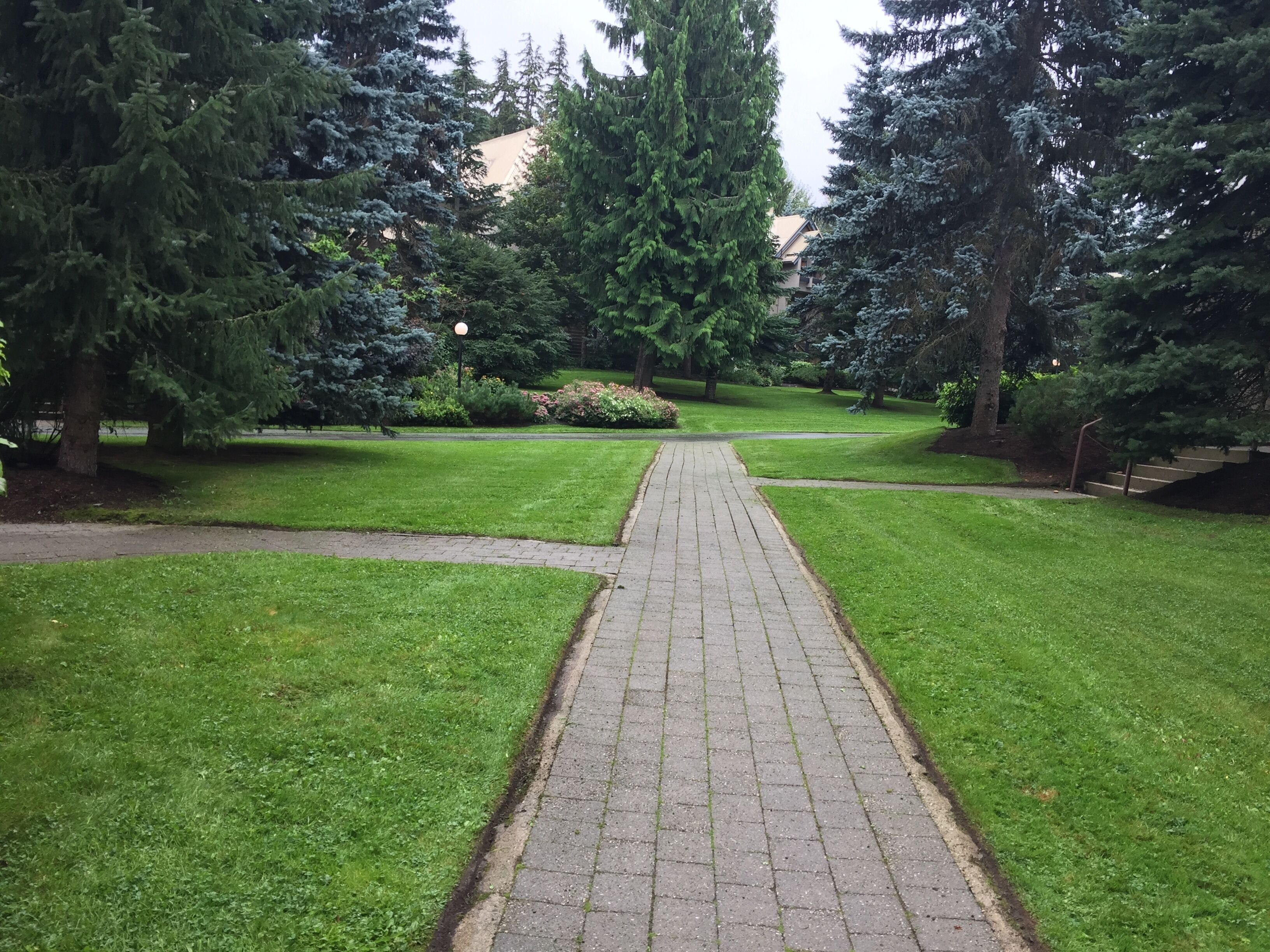 Uma trilha pavimentada serpenteia por um parque com grama verde exuberante e árvores altas.