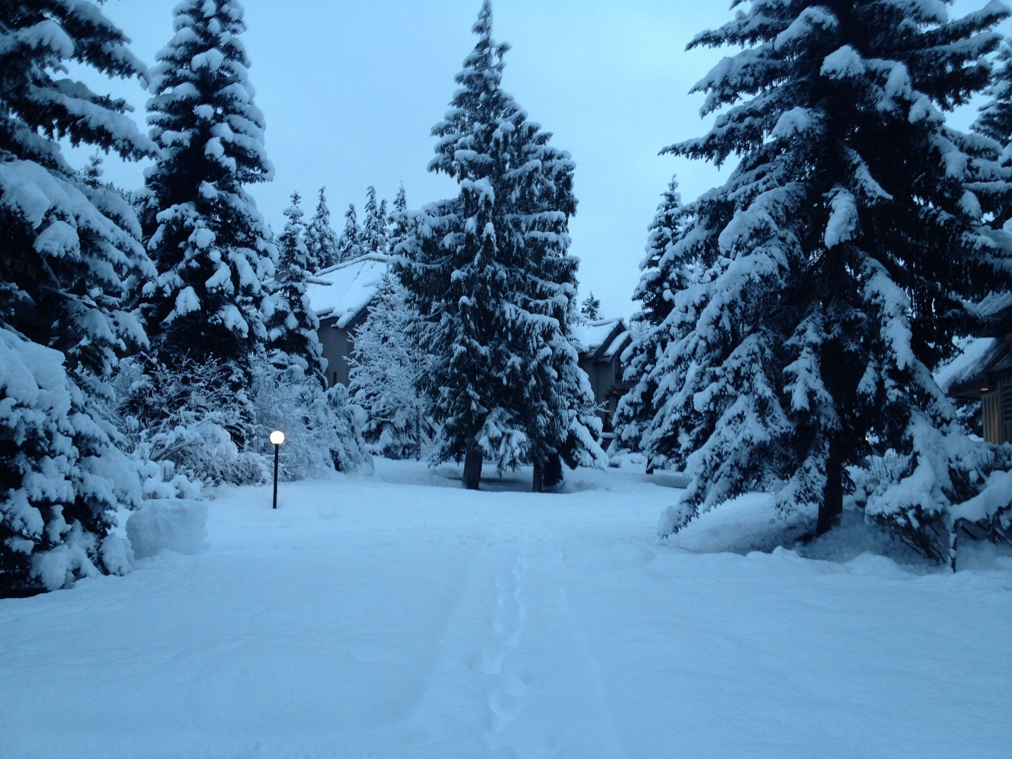 A snow-covered landscape with tall evergreen trees and a pathway leading to a building.