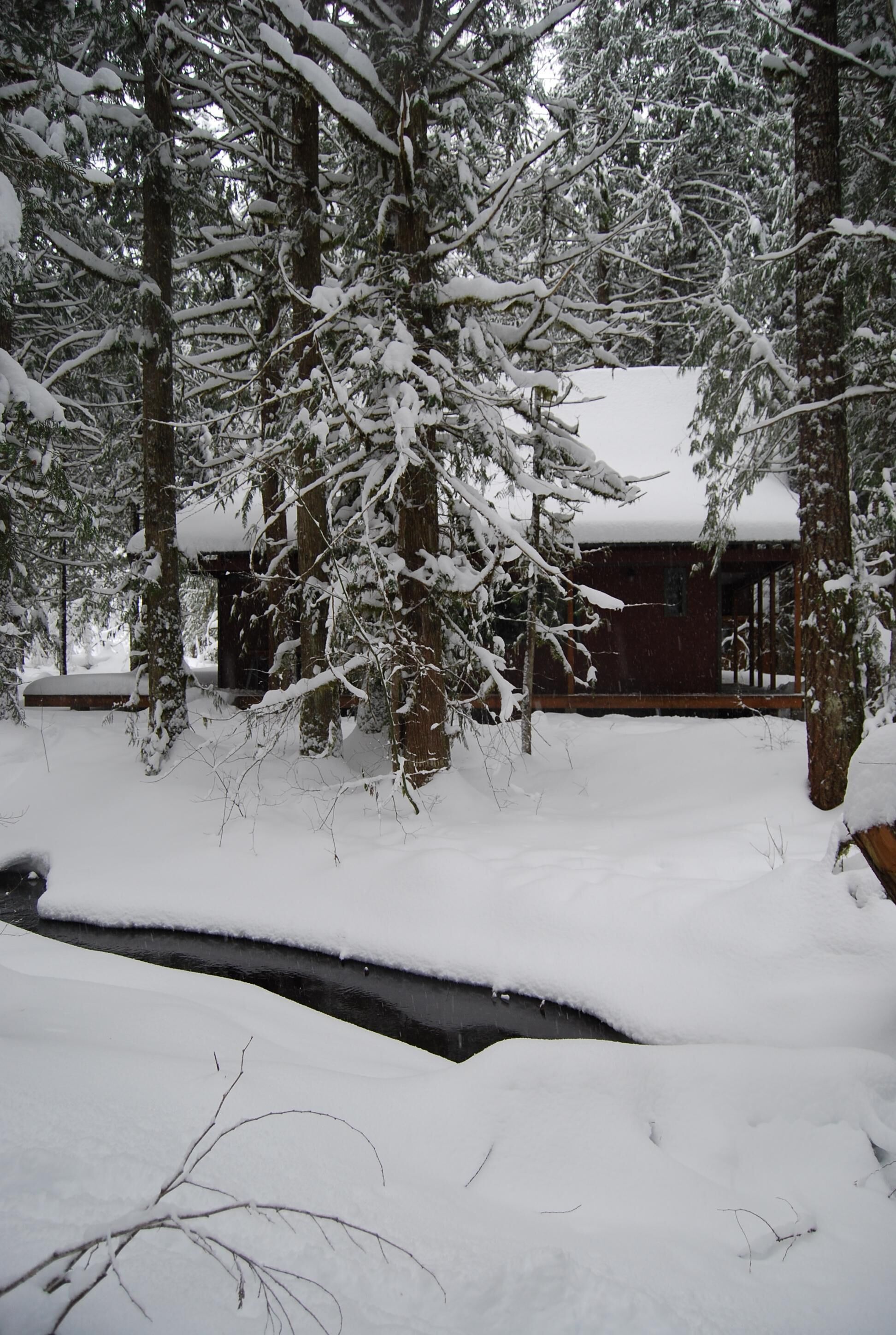 A cabin surrounded by snow-covered trees.