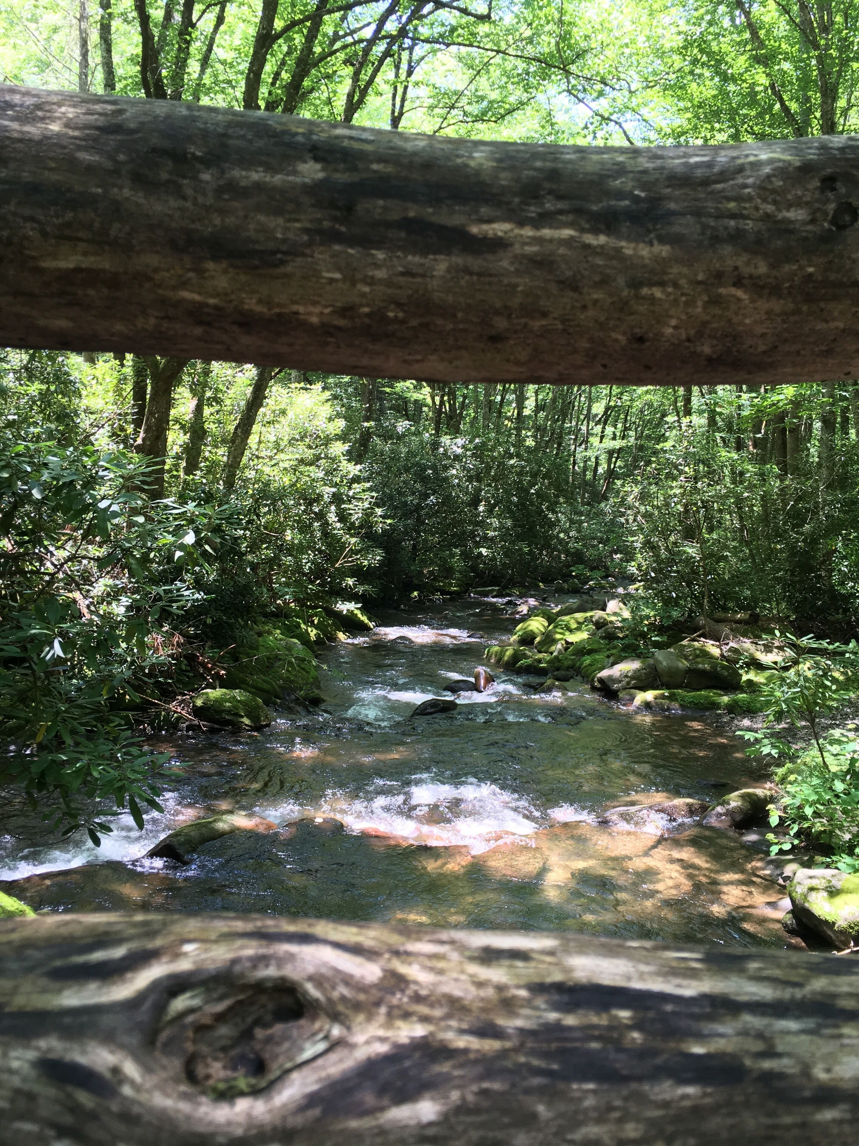 A forest stream with rocks and moss, surrounded by dense greenery.