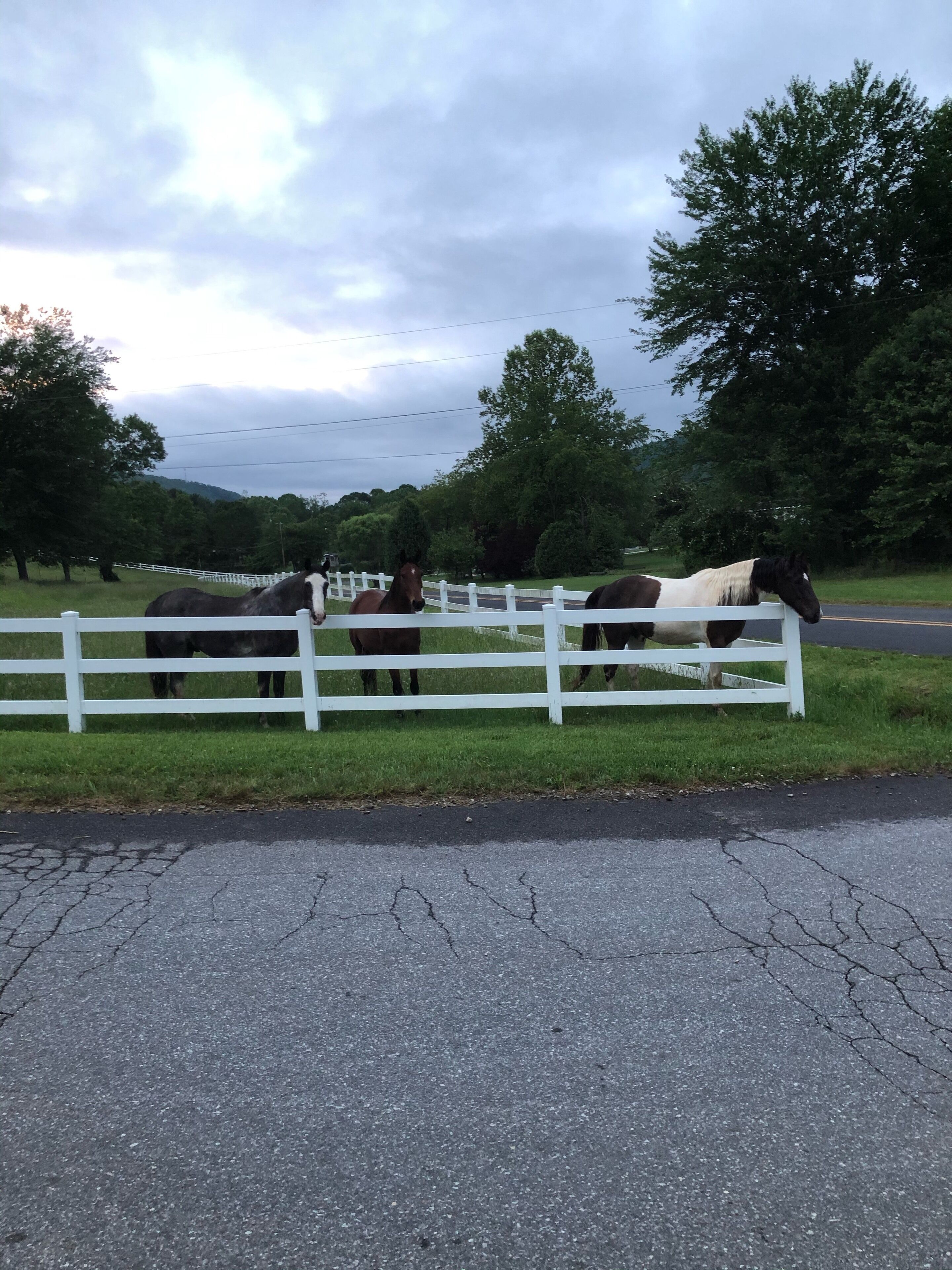 A white fence with horses behind it.