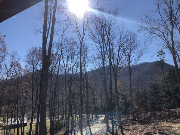 A forested area with a clear sky and sunlight filtering through the trees.