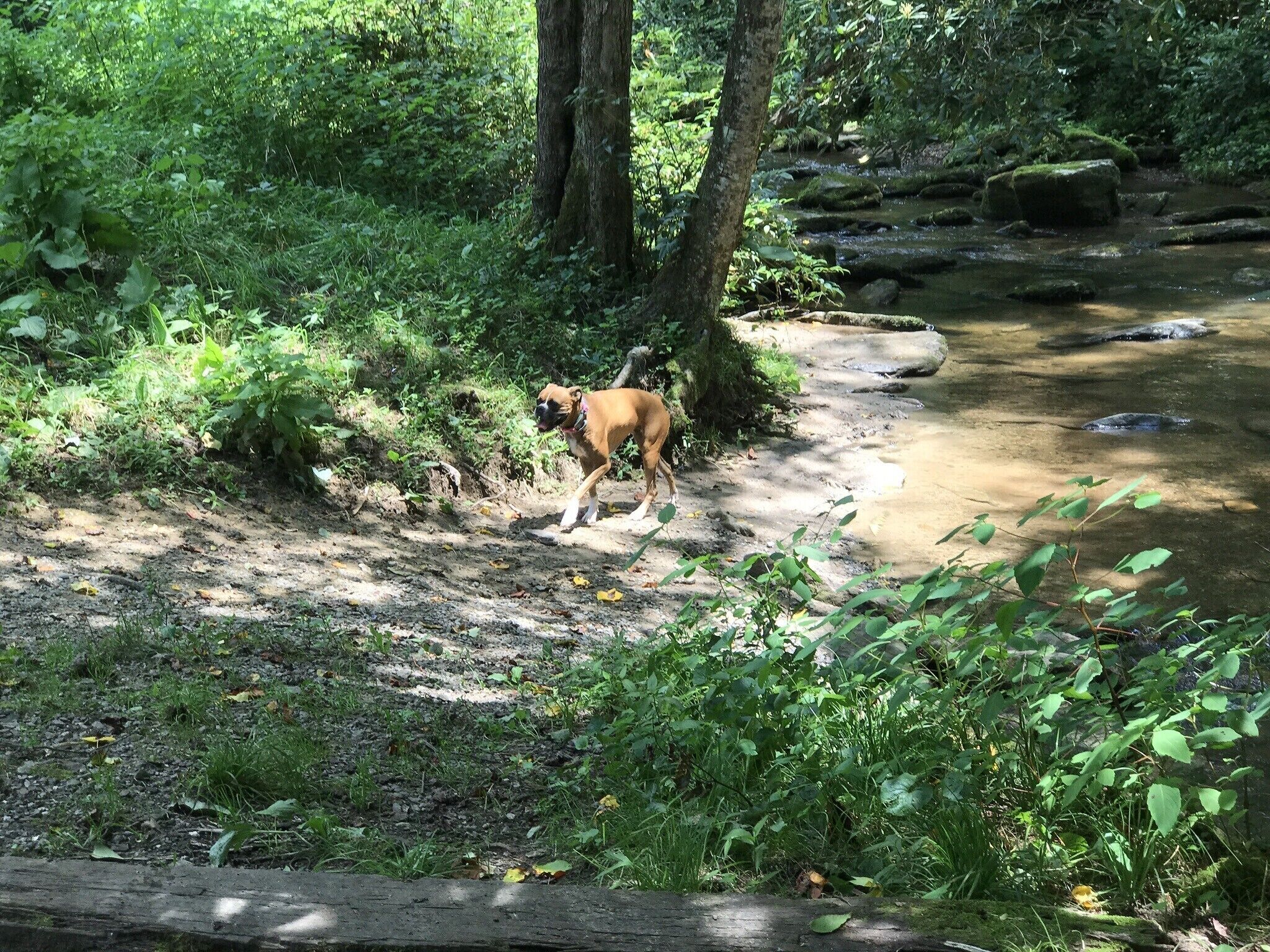A dog walking along a dirt path beside a stream in a wooded area.