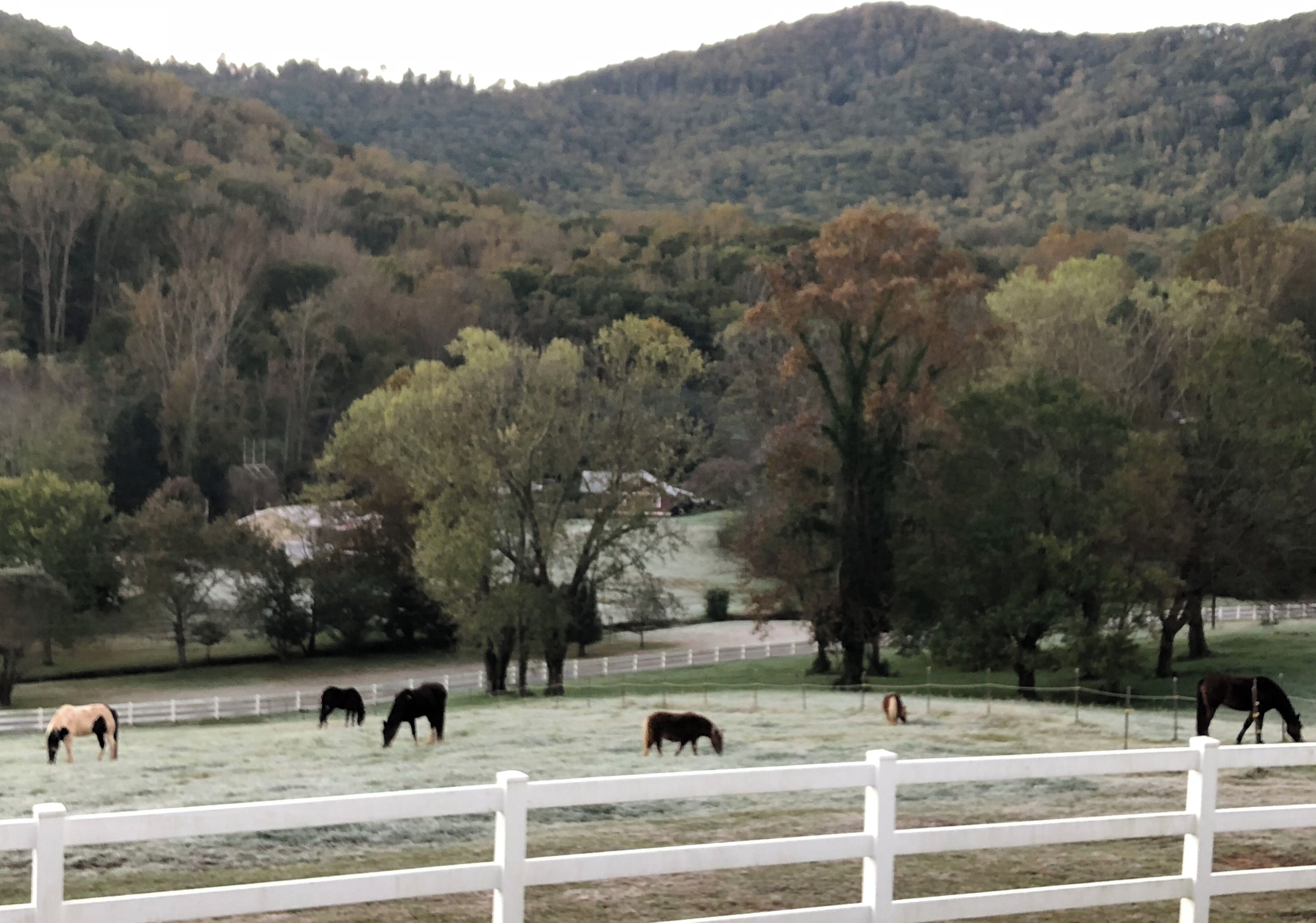Un pré clôturé où paissent des chevaux, entouré d’arbres et de collines.