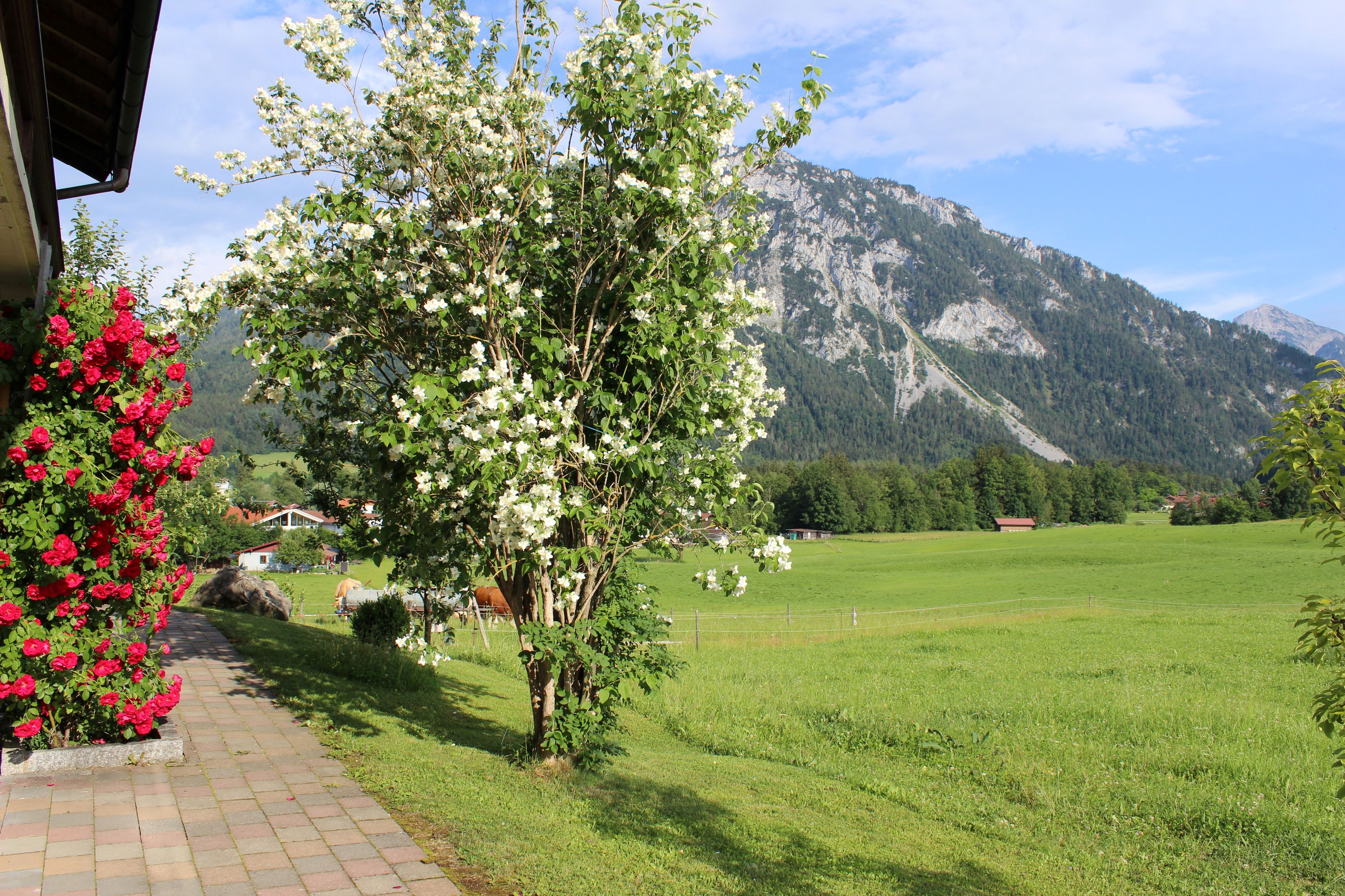 A rural landscape with a tree in the foreground, a clear sky, and a mountain in the background.