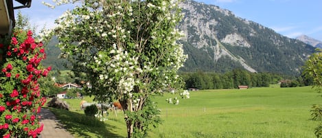 A rural landscape with a tree in the foreground, a clear sky, and a mountain in the background.