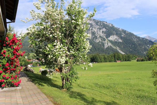 A rural landscape with a tree in the foreground, a clear sky, and a mountain in the background. - Apartment Alpenrose 47sqm, terrace, kitchenette, 1 bedroom, 1 bedsit. (Ruhpolding)