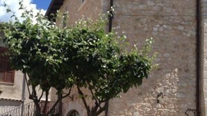 Un bâtiment en pierre avec un petit arbre et des plantes en pot devant.