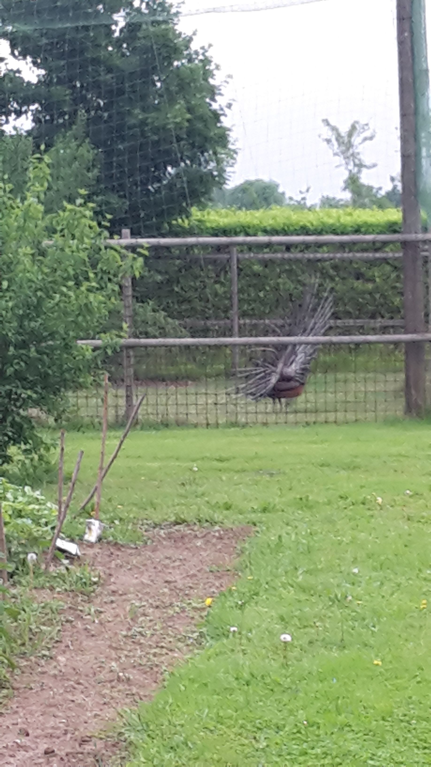 A fenced outdoor area with a dirt path and green grass.