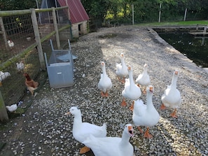 Acepta mascotas