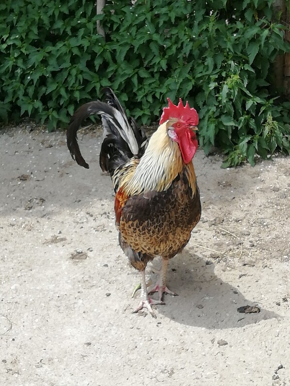 Un coq se tient sur une surface en béton, avec un feuillage verdoyant en arrière-plan.