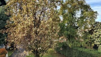 Kamar Standar | Teras/patio