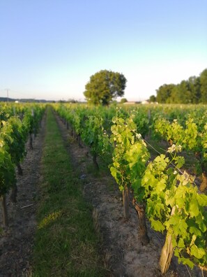 Standard Room, 1 Double Bed, Non Smoking | View from room - Chambres Peyroutas (Vignonet)