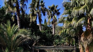 Une piscine entourée de palmiers et une pergola avec des sièges.
