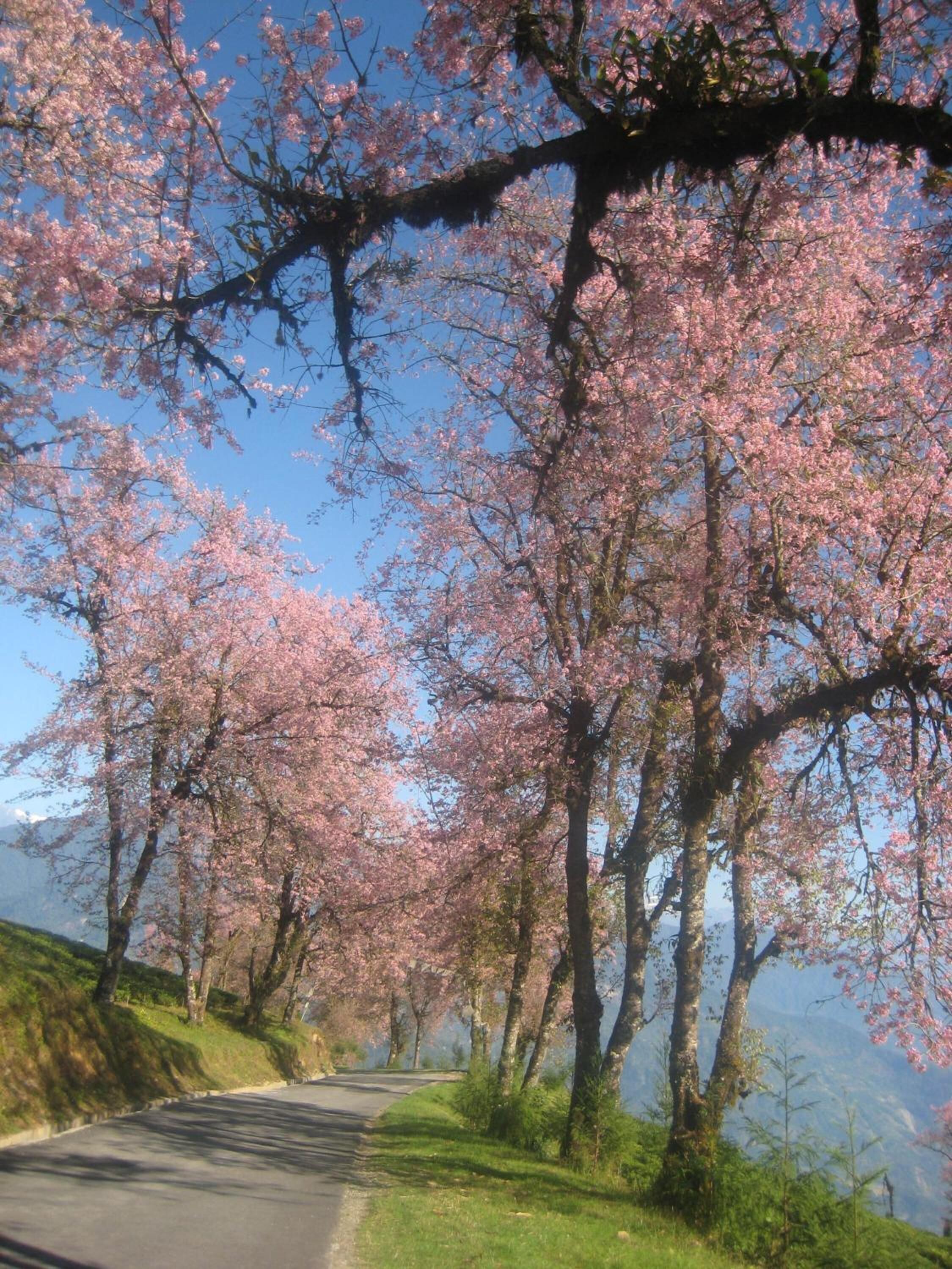 A road flanked by cherry blossom trees with a clear sky.