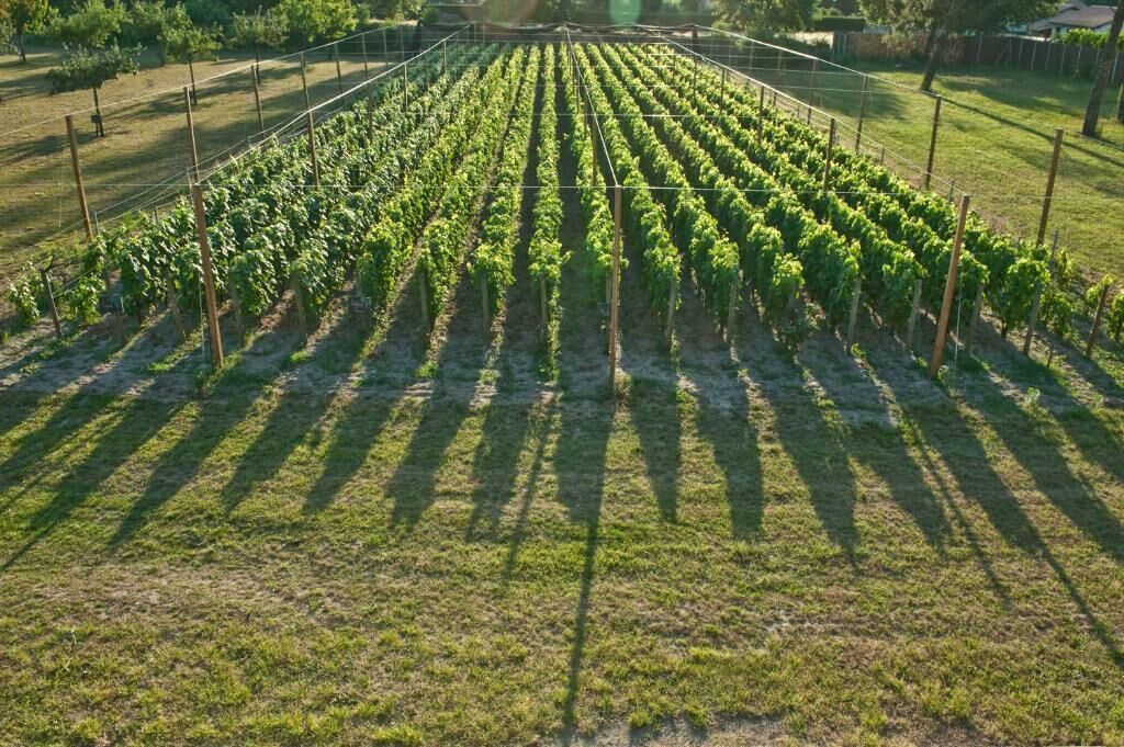 Un vignoble où les rangs de vignes sont soutenus par des piquets en bois.