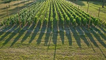 Un vignoble où les rangs de vignes sont soutenus par des piquets en bois.
