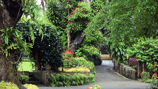 A garden pathway surrounded by lush greenery and various plants. - Micklefield Bungalow (Welimada)