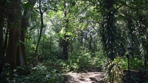 A forest path surrounded by dense foliage and trees. - Micklefield Bungalow (Welimada)
