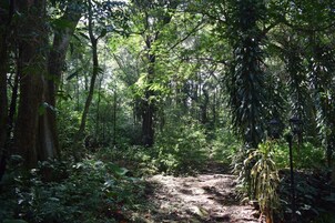 Un sendero en el bosque rodeado de abundante follaje y árboles.