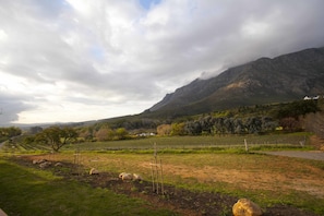 A vineyard with rows of grapevines, a few sheep grazing, and a mountain in the background.
