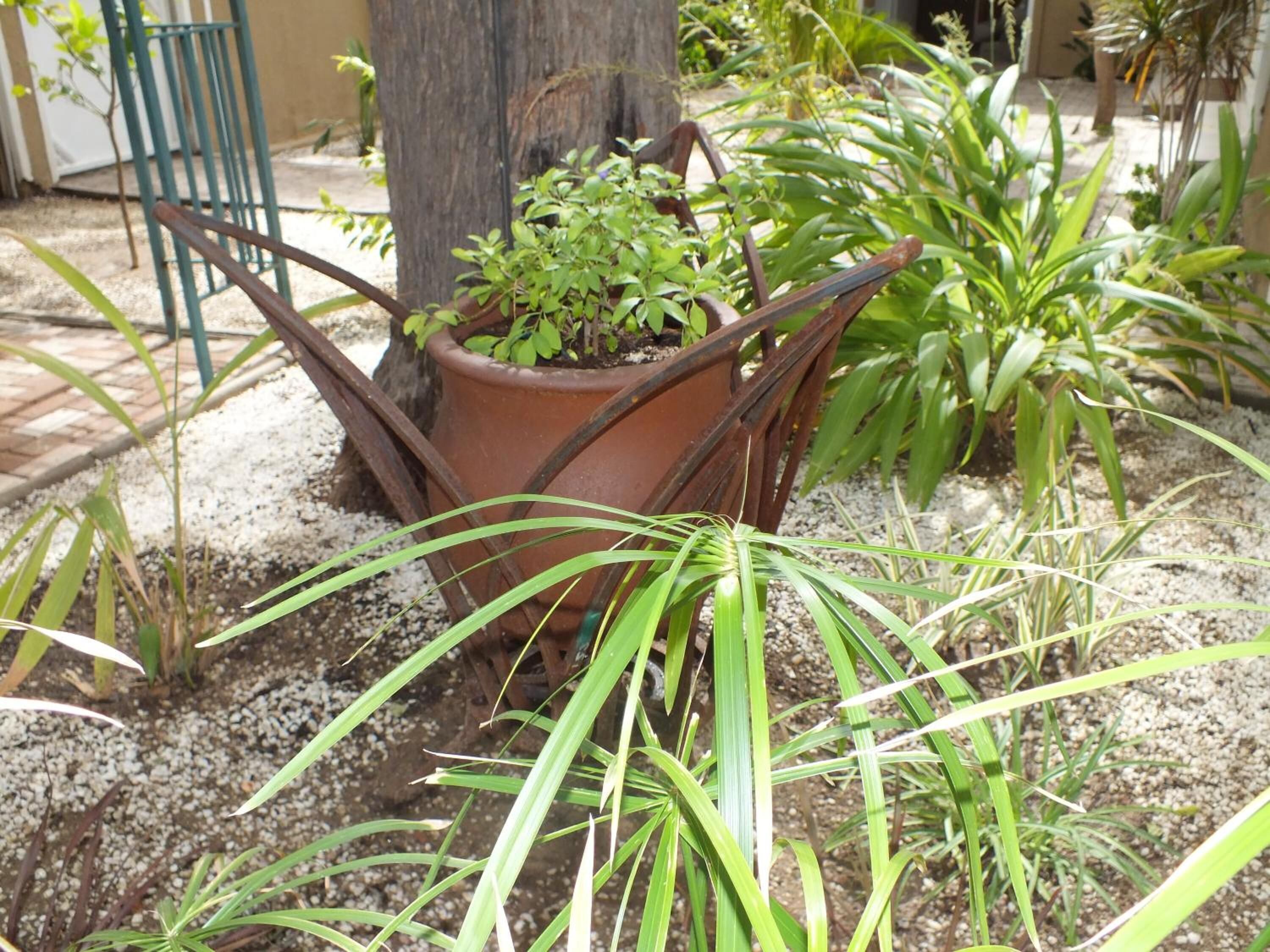 Una maceta de terracota con una planta, rodeada de grava y otra vegetación.