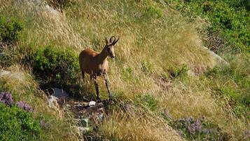 A deer standing in a grassy field with a rocky outcrop nearby.