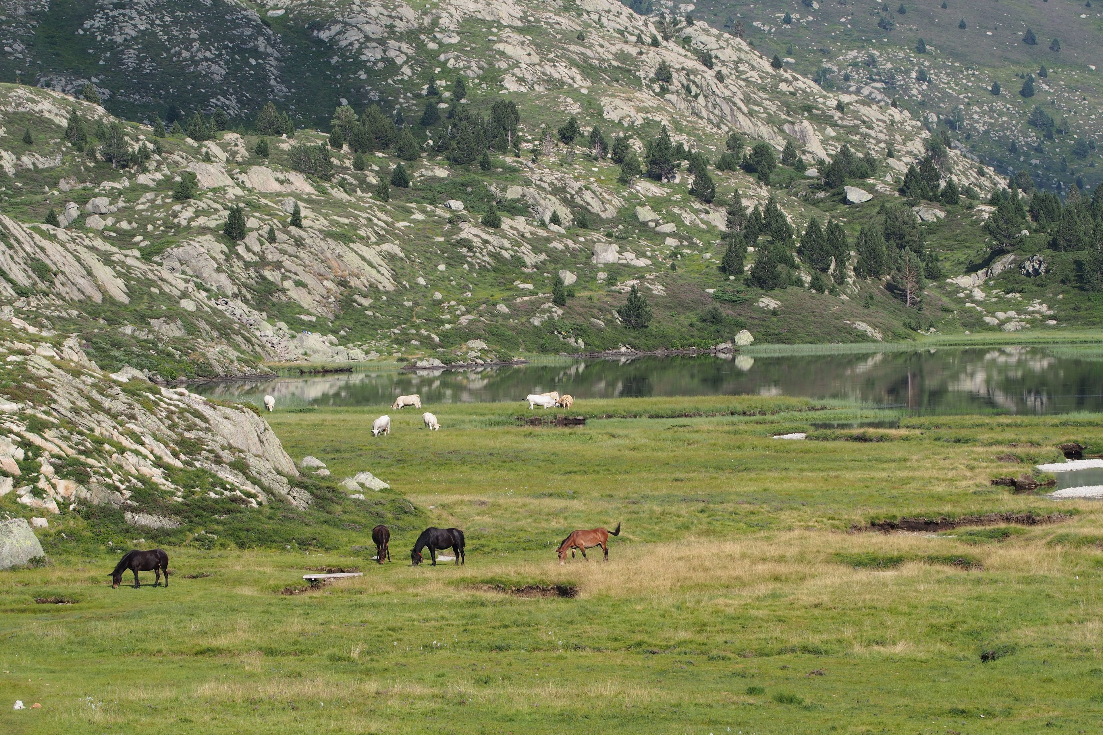 A mountainous landscape with a lake and grazing horses.