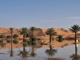 Paisaje desértico con palmeras y dunas de arena.