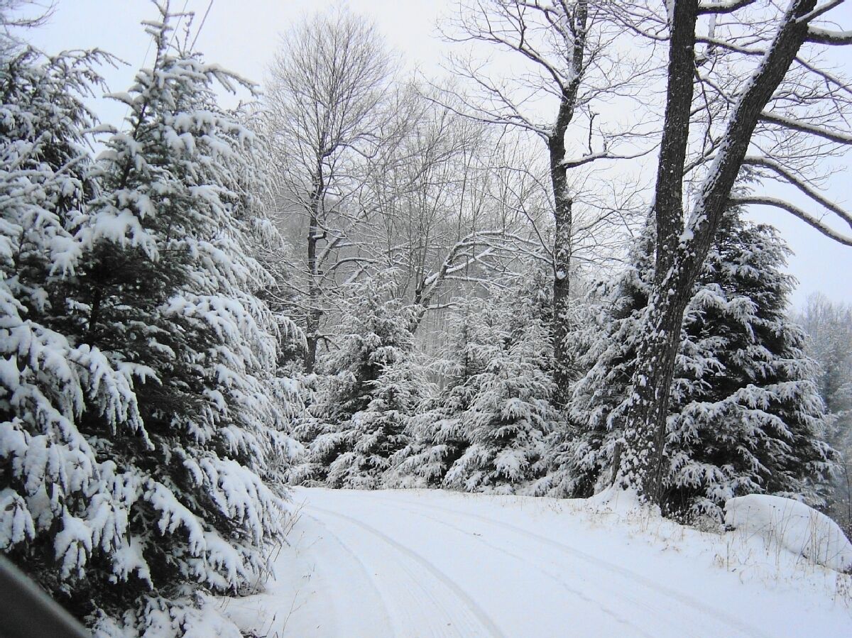 Una carretera nevada bordeada de árboles.