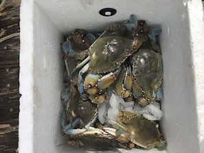 Une boîte en polystyrène blanc contenant plusieurs crabes posés sur de la glace.