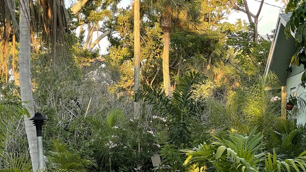 Un sendero en un jardín con guijarros, rodeado de diversas plantas y árboles.