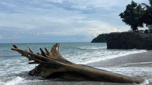 Un tronc d’arbre massif, tombé sur une plage, avec des vagues qui déferlent à proximité et une falaise rocheuse en arrière-plan.