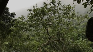 Un jardin luxuriant, avec une grande variété de plantes et d’arbres, un mur de pierre et une vue sur des montagnes enveloppées de brume.