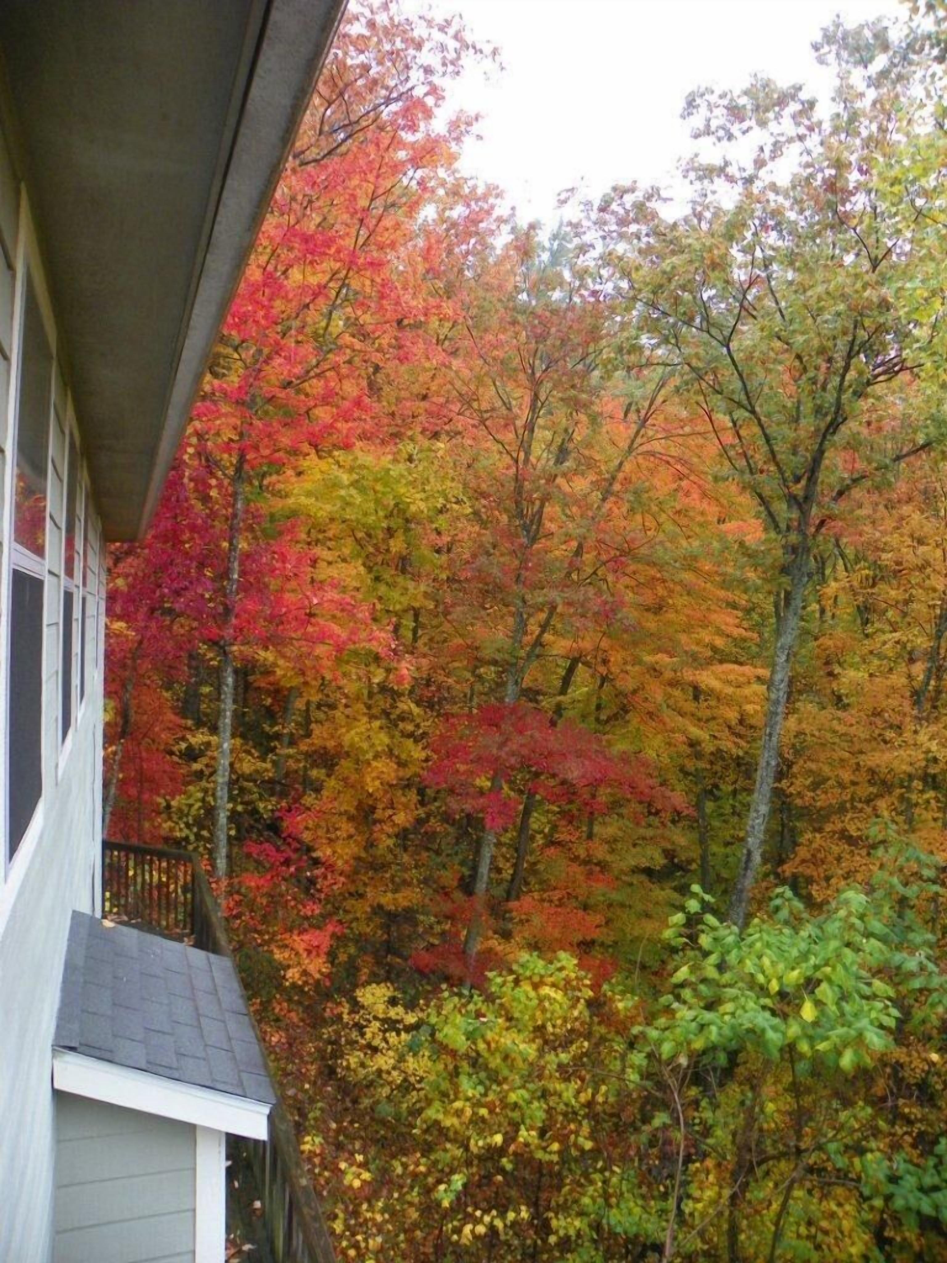 Cabin, Multiple Beds, Hot Tub, Mountain View | View from room