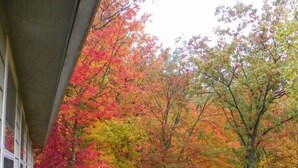 Cabin, Multiple Beds, Hot Tub, Mountain View | View from room