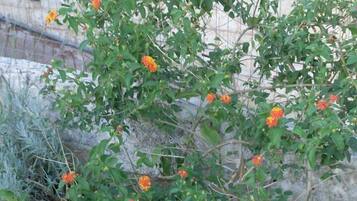 Una planta con flores anaranjadas y hojas verdes creciendo cerca de un muro de piedra.