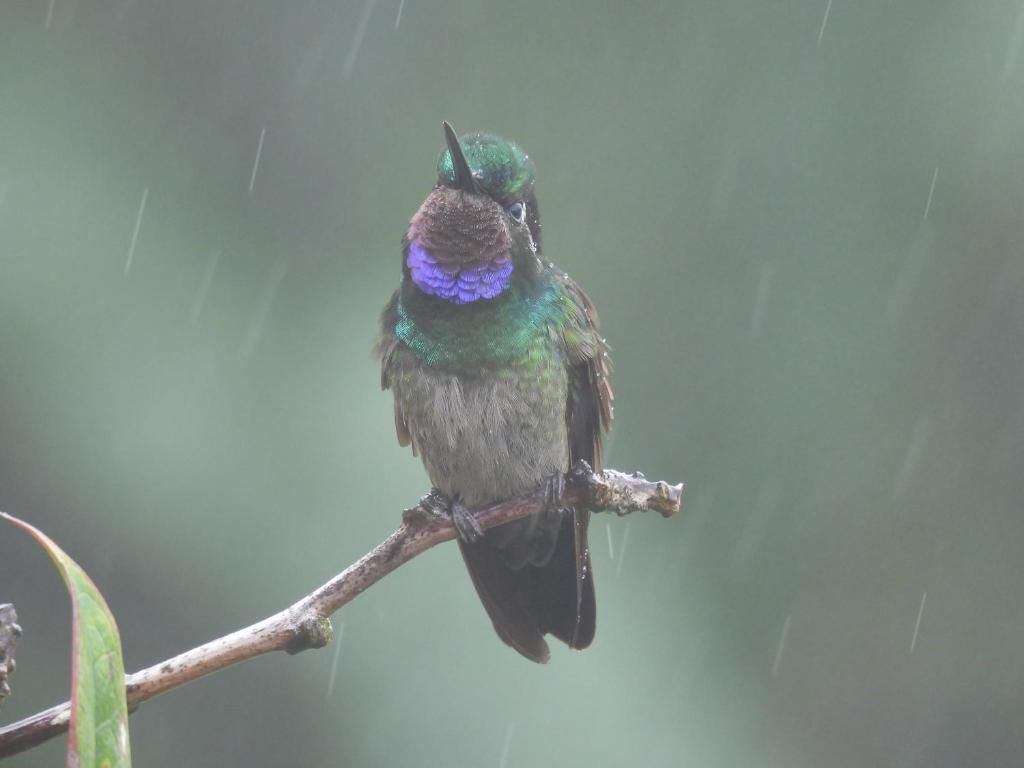 Un oiseau était perché sur une branche.