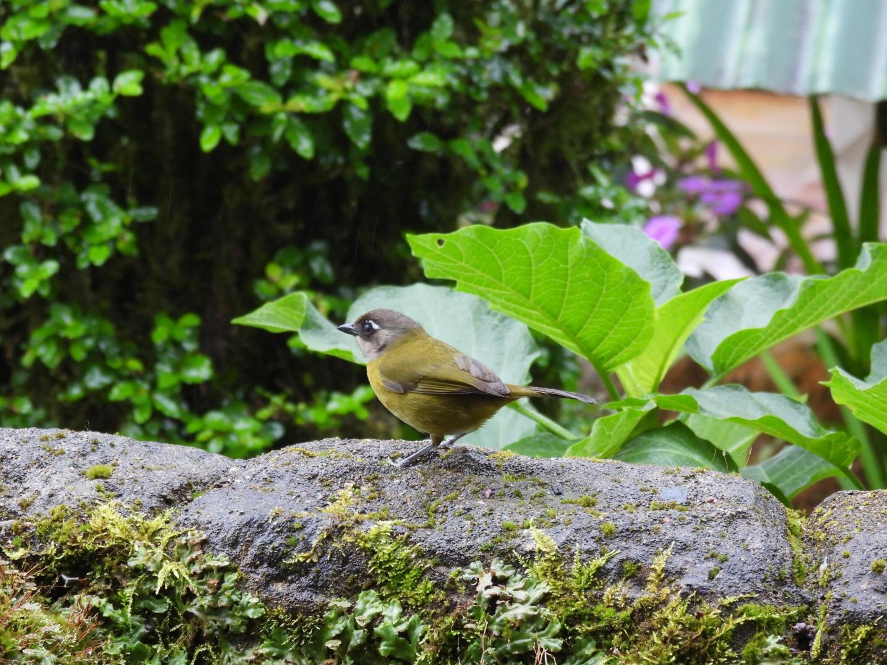 A bird perched on a moss-covered rock.