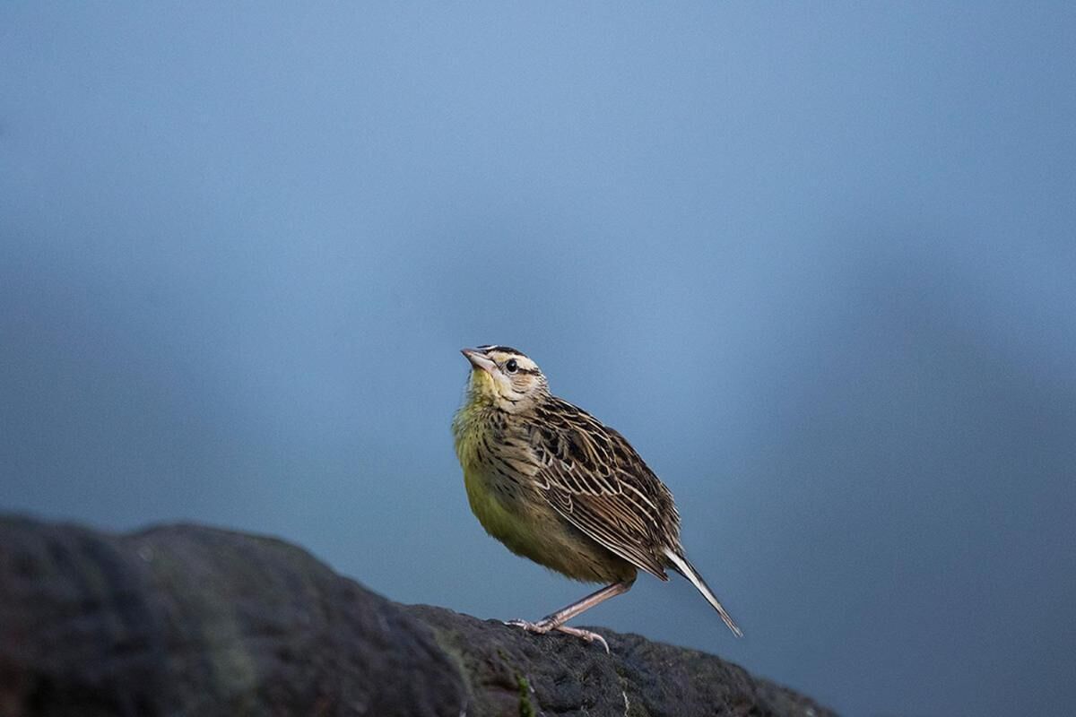 A bird perched on a rock.