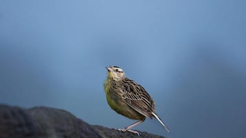 A bird perched on a rock.