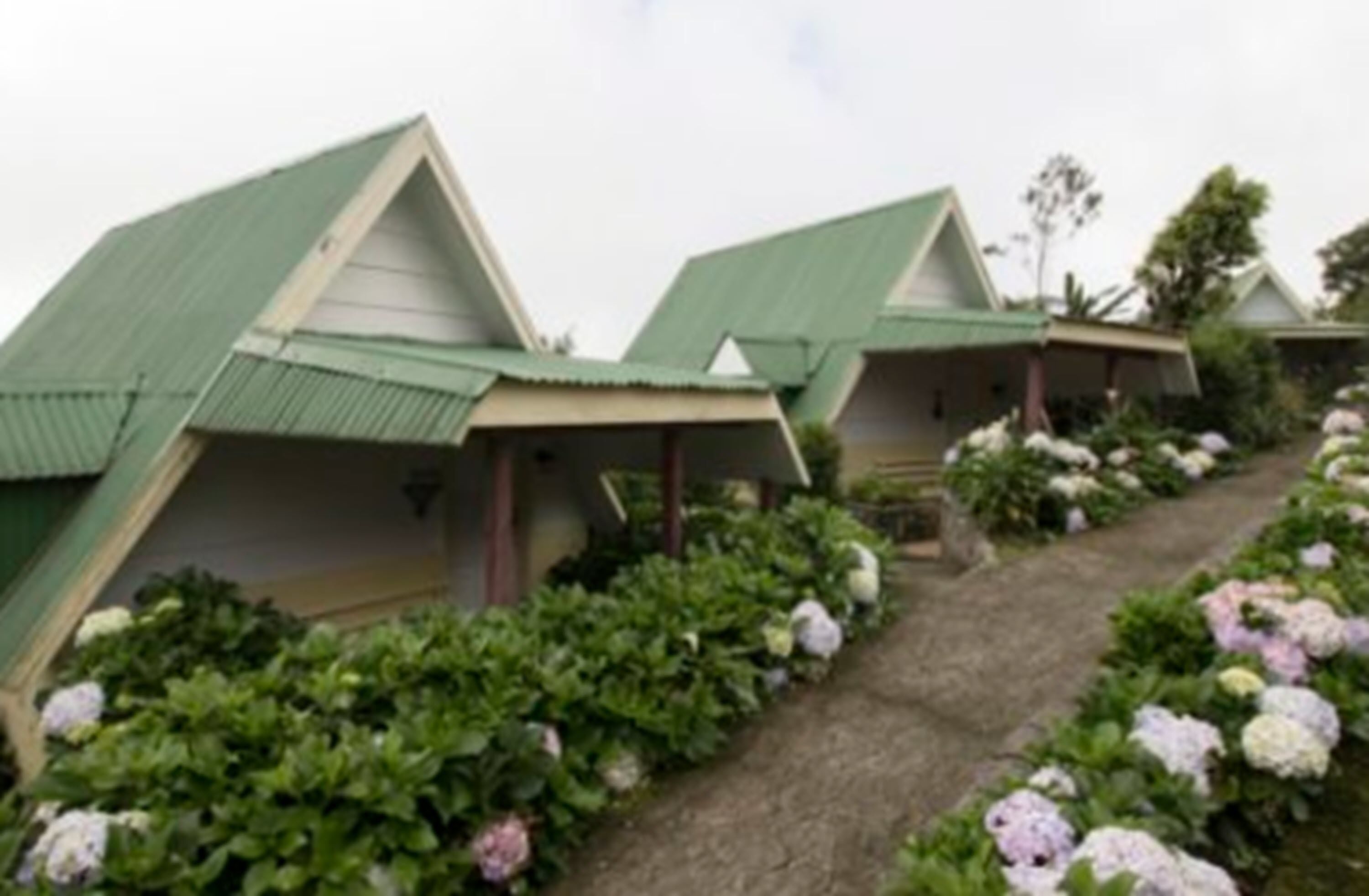 A row of cottages with sloped roofs and a pathway lined with hydrangea bushes.
