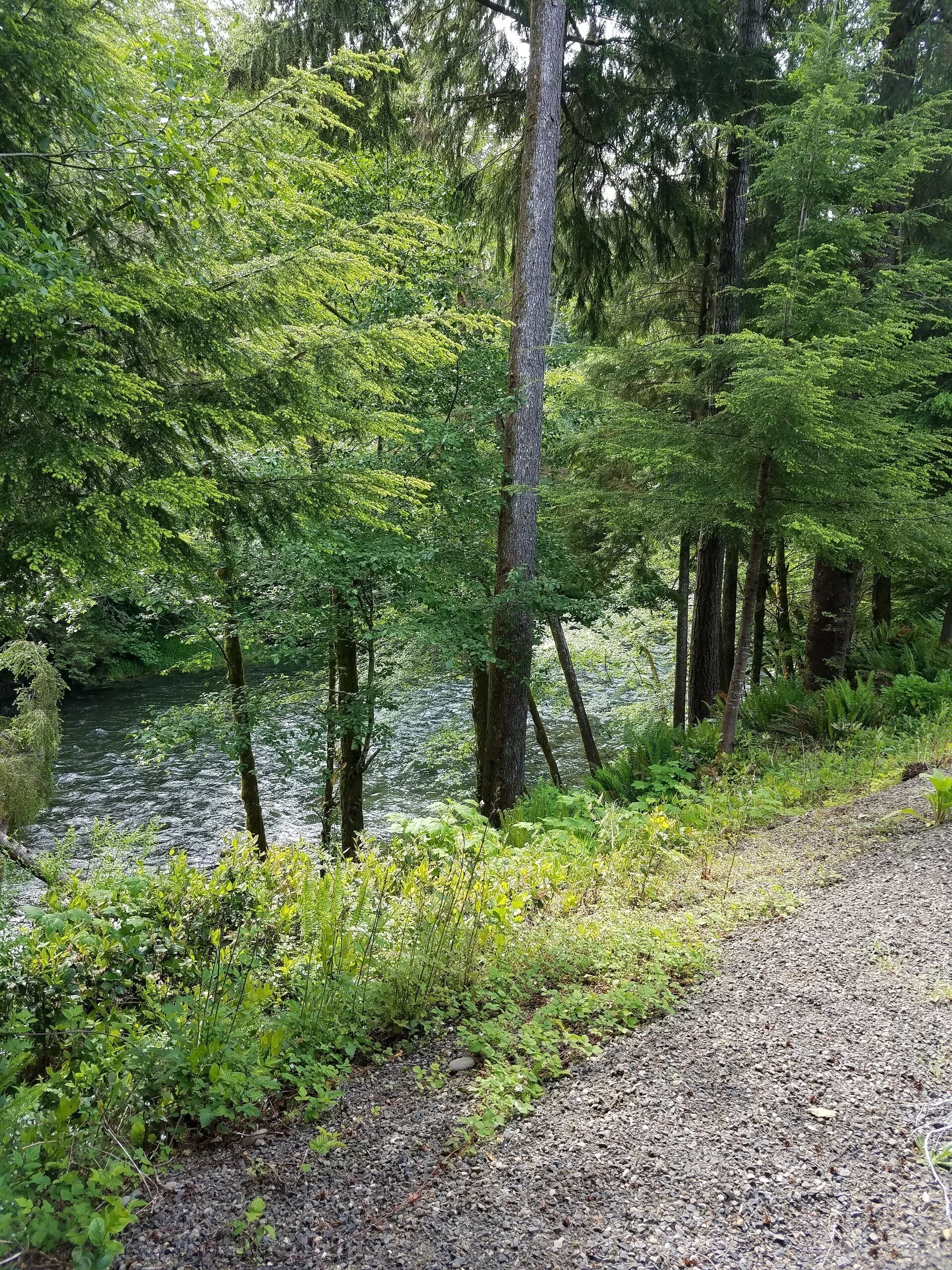 A gravel path alongside a river with dense green foliage and tall trees.